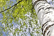 Okrúhly stojan na telefón z brezového dreva